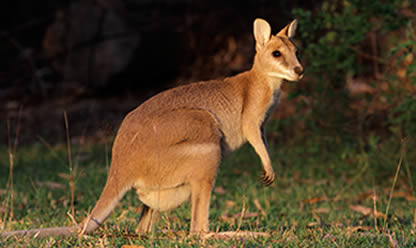 Tour a SUPER AUSTRALIA 2027 en español | Tours a Europa