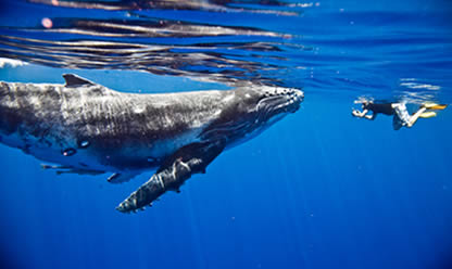 Tour a POLINESIA: TAHITI- BORA BORA 4*: HOTEL BORA BORA BY PEARL RESORTS ( 4 NOCHES EN HABITACION OVERWATER BUNGALOW EN AD) 2027 en español | Tours a Europa