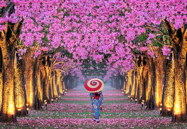 Foto del viaje a japon en Español 2025-2026